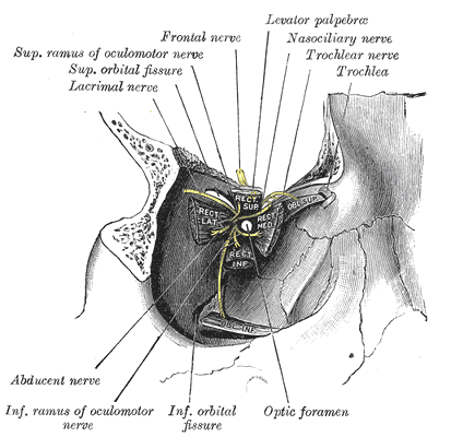 Dissection showing the origins of the right ocular muscles and the nerves entering the superior orbital fissure1